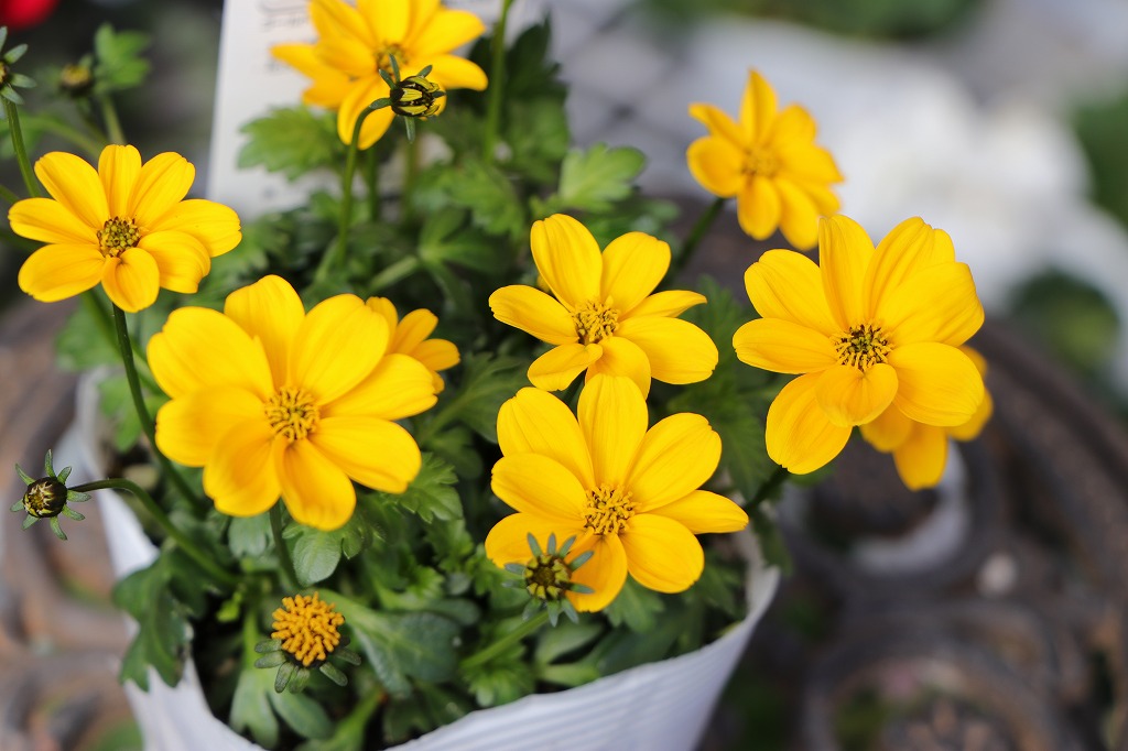 ビデンス JuJu ジュジュ ゴールド 3〜3.5号ポット苗 寄せ植え 鉢植え 花壇 お洒落 おしゃれ 可愛い かわいい 春の花 秋の花 冬の花 花 苗 初心者