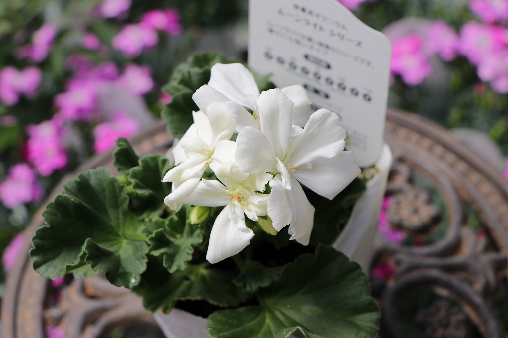 グリーンプラザ山長（奈良県生駒市） - おすすめ白い花5選（2025年3月