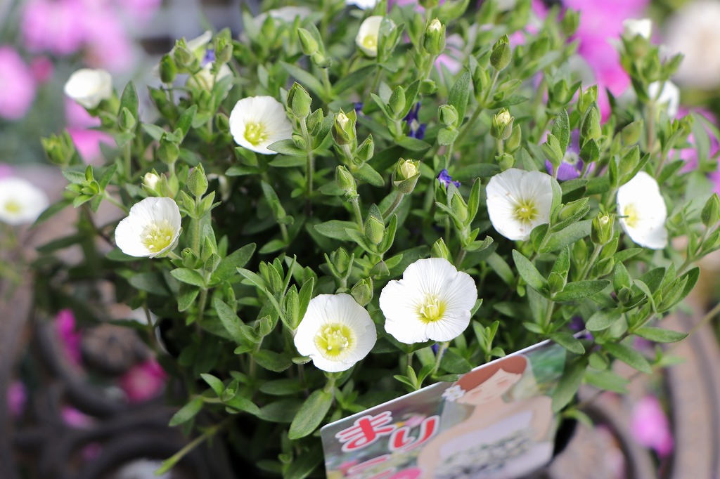 グリーンプラザ山長（奈良県生駒市） - おすすめ白い花5選（2025年3月