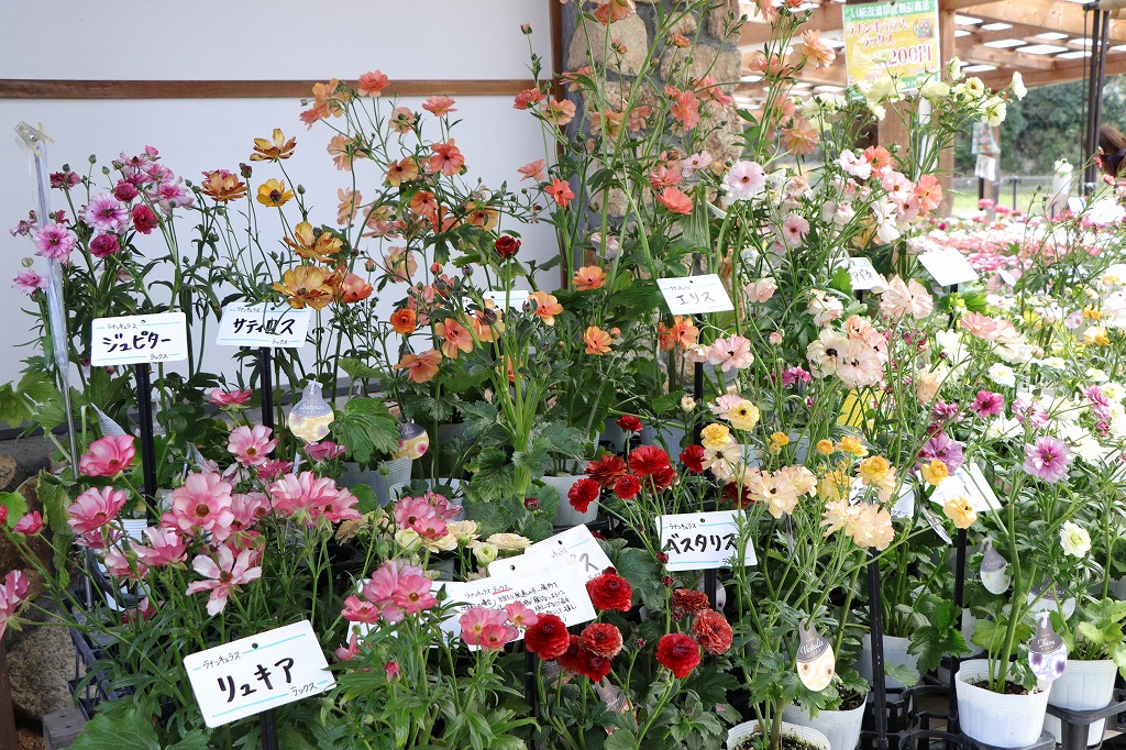 シンマザー売り切りセール！ 横浜市保土ケ谷区】冷凍庫保存もOK！5月24日、天王町でスイーツ工場の