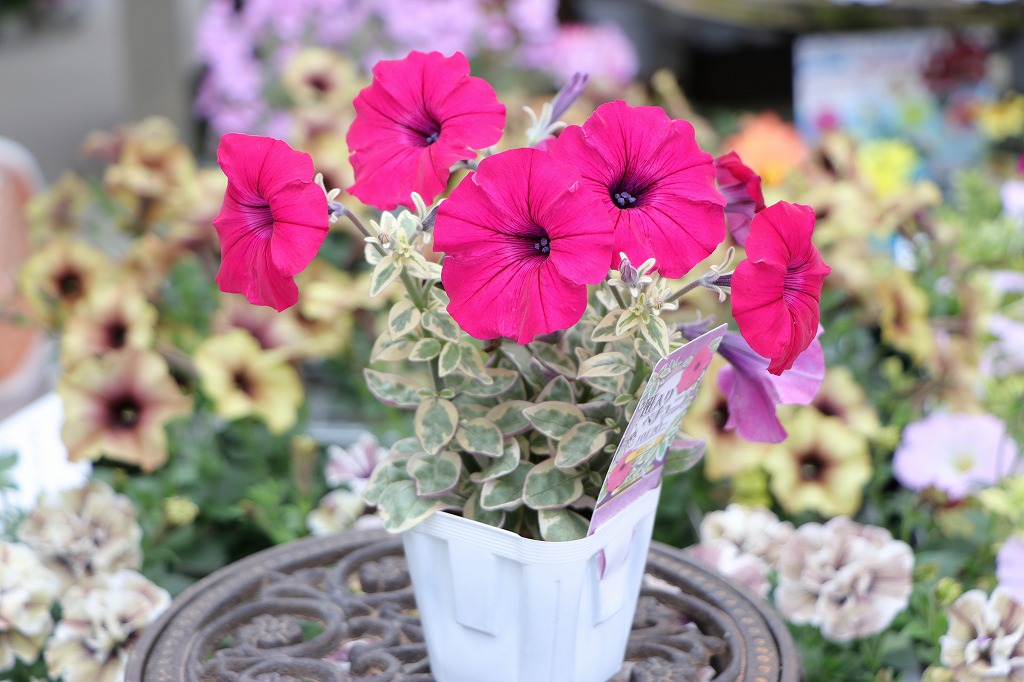 斑入りペチュニアの爽やかな魅力！春から秋まで楽しめる♪ #ペチュニア