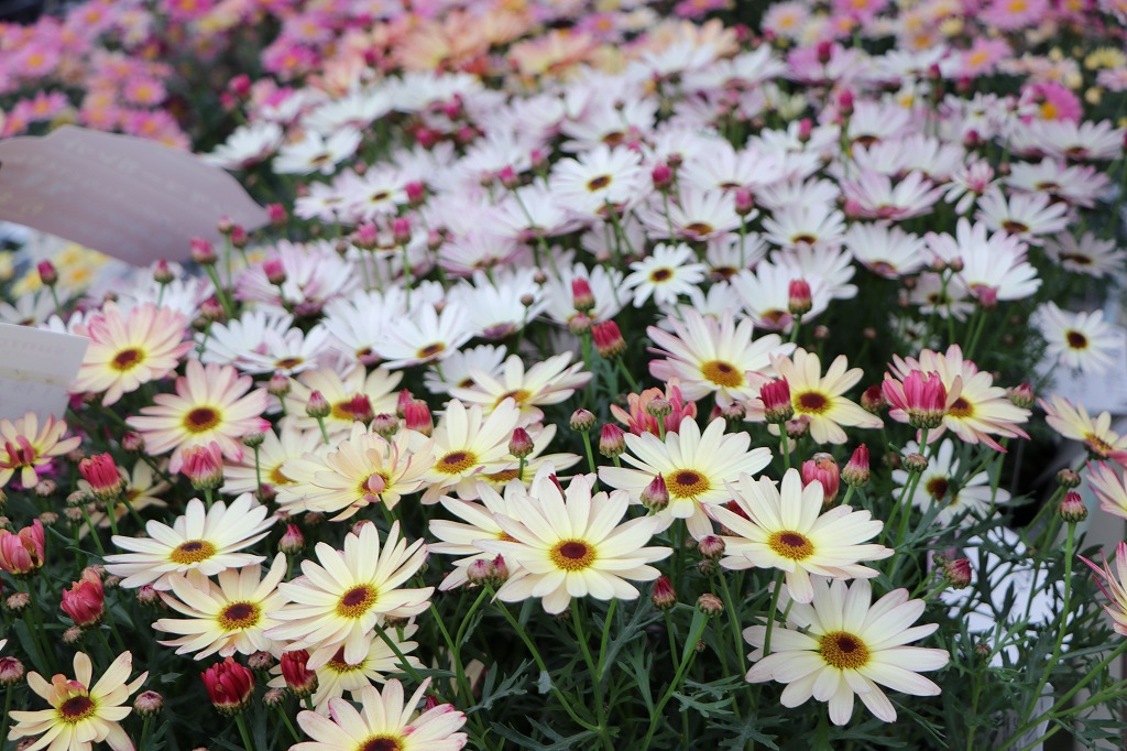 安心と信頼のメーカー苗！ - GP-Yamacho