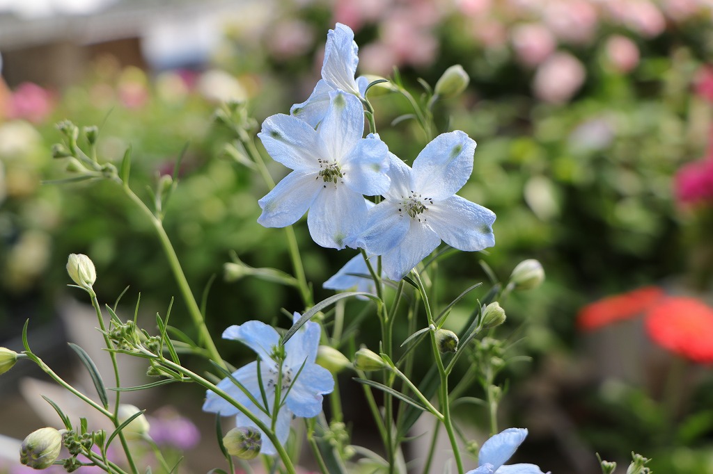 青い花の咲く優雅な風景を楽しもう♪ #青い花 #美しい - GP-Yamacho