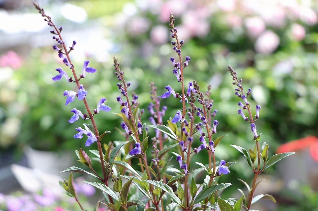 青い花の咲く優雅な風景を楽しもう♪ #青い花 #美しい - GP-Yamacho