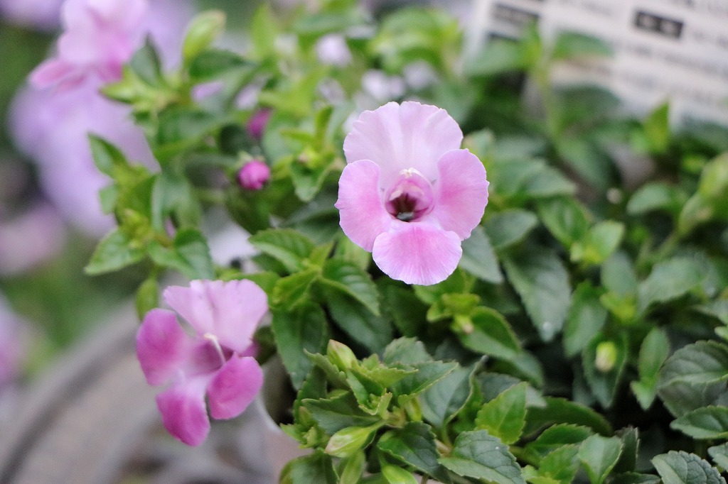 寄せ植えにピッタリ！暑さや雨に強い這い性花「カタリーナ」#寄せ植え