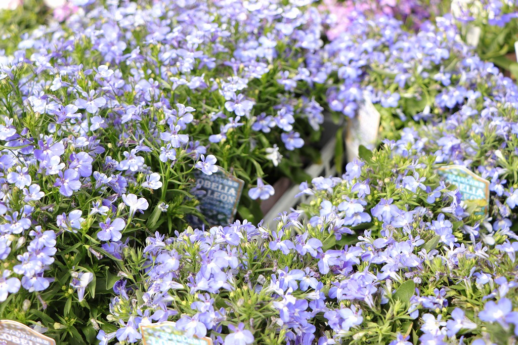 夏の鮮やかな花！ブルーな花5選🌸 - GP-Yamacho