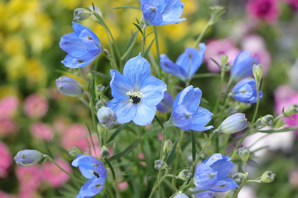 夏の鮮やかな花！ブルーな花5選🌸 - GP-Yamacho