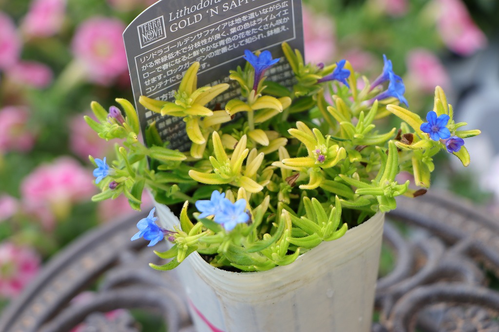 夏の鮮やかな花！ブルーな花5選🌸 - GP-Yamacho