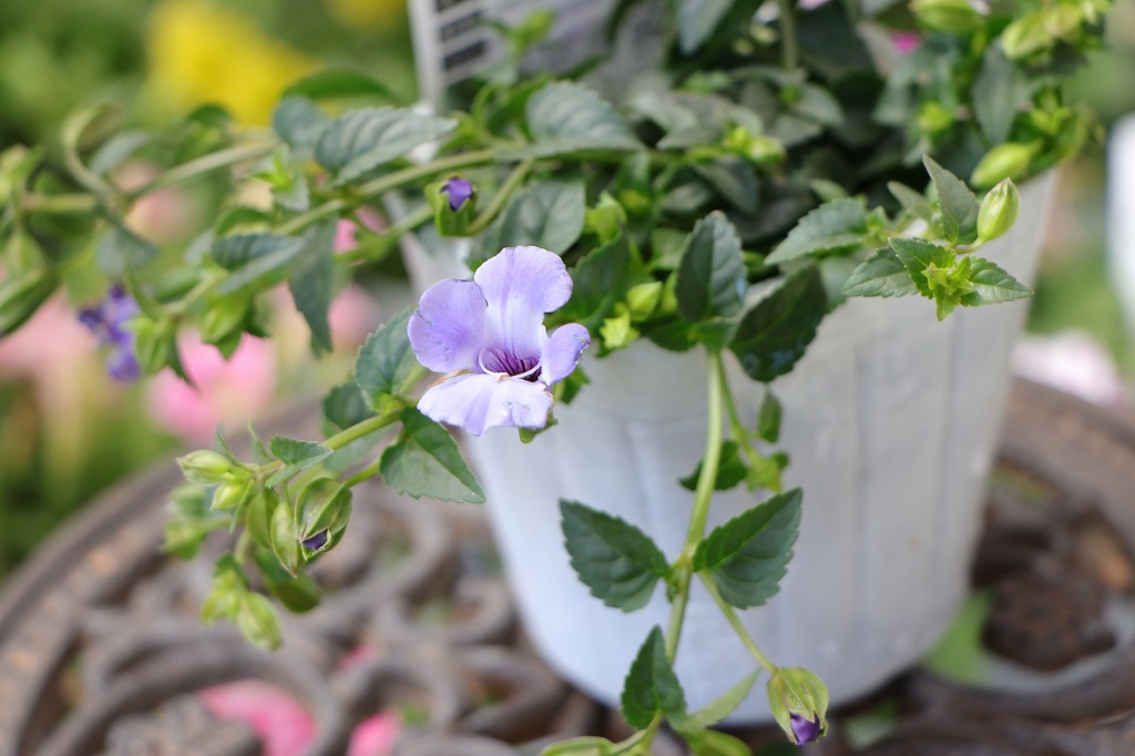 夏の鮮やかな花！ブルーな花5選🌸 - GP-Yamacho