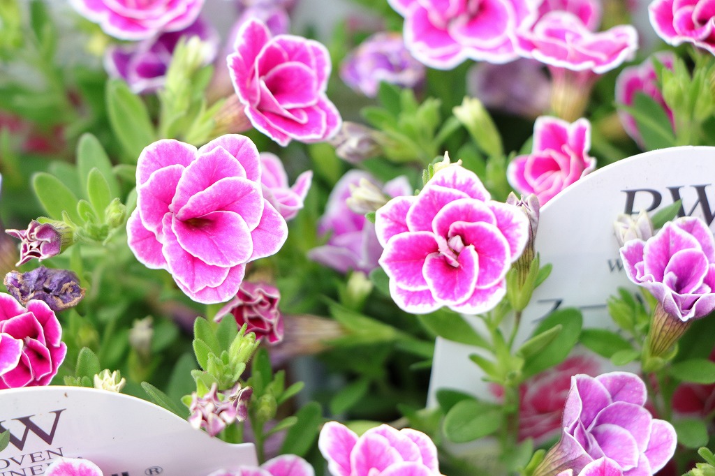 豪華な八重咲き: PWスーパーベルでお庭を彩る！ #豊富な花色 - GP-Yamacho