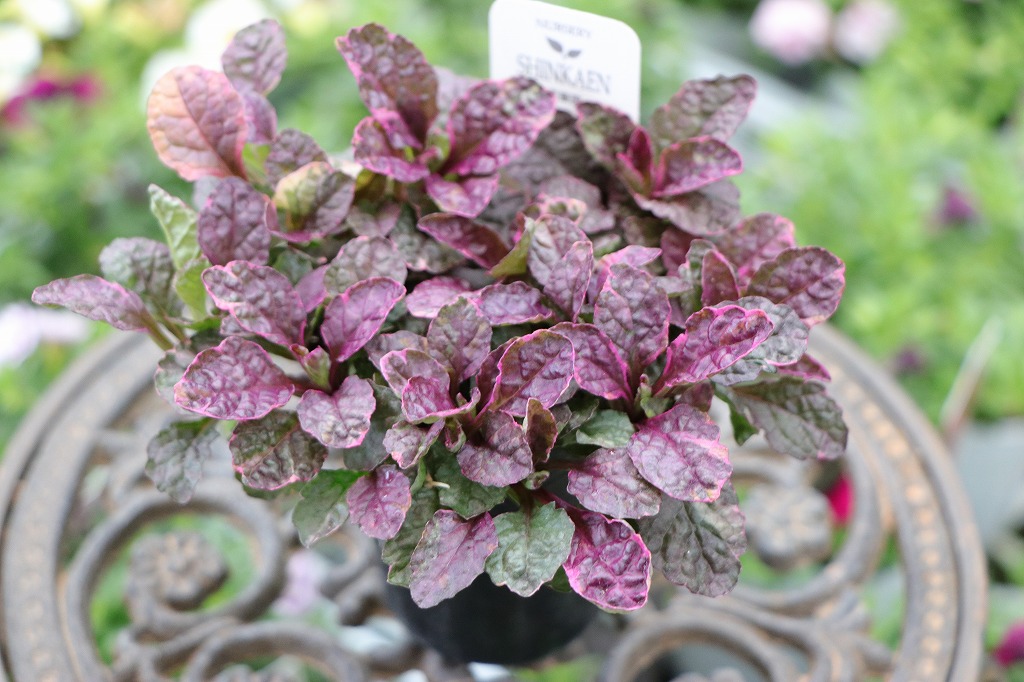 斑入り アジュガ ロゼ 2.5〜3号ポット苗 寄せ植え 花壇 鉢植え お洒落 おしゃれ 可愛い かわいい シック シェードガーデン 日陰 グランドカバー 春の花 花 苗 カラーリーフ