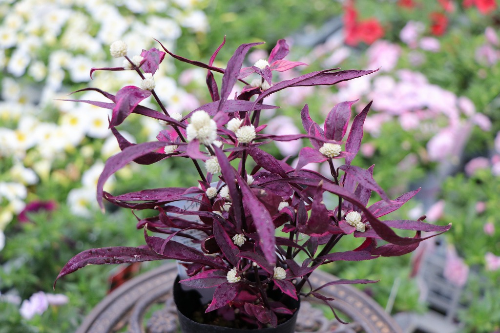カラーリーフを楽しもう！耐暑性抜群の赤斑入り植物#ナチュラル - GP