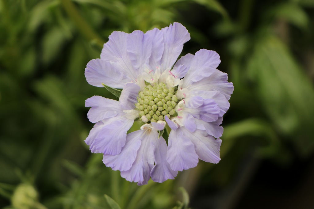 大輪スカビオサ コーカシカ ファーマ ブルー 3.5号ポット苗 スカビオサ 大輪 高性 寄せ植え 花壇 鉢植え お洒落 おしゃれ 可愛い 春の花 秋の花 冬の花 花 苗 初心者 希少種