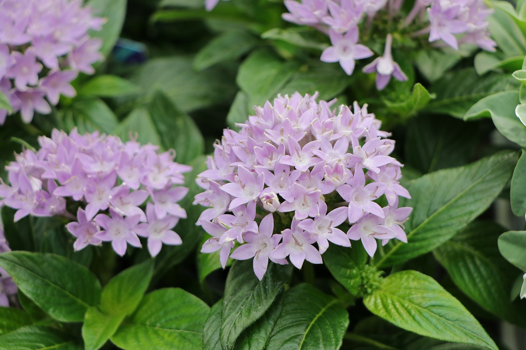 栄養系矮性ブルーペンタス シリウス 3〜3.5号ポット苗 ペンタス 寄せ植え 鉢植え 花壇 お洒落 おしゃれ 可愛い かわいい 春の花 夏の花 秋の花 花 苗 初心者