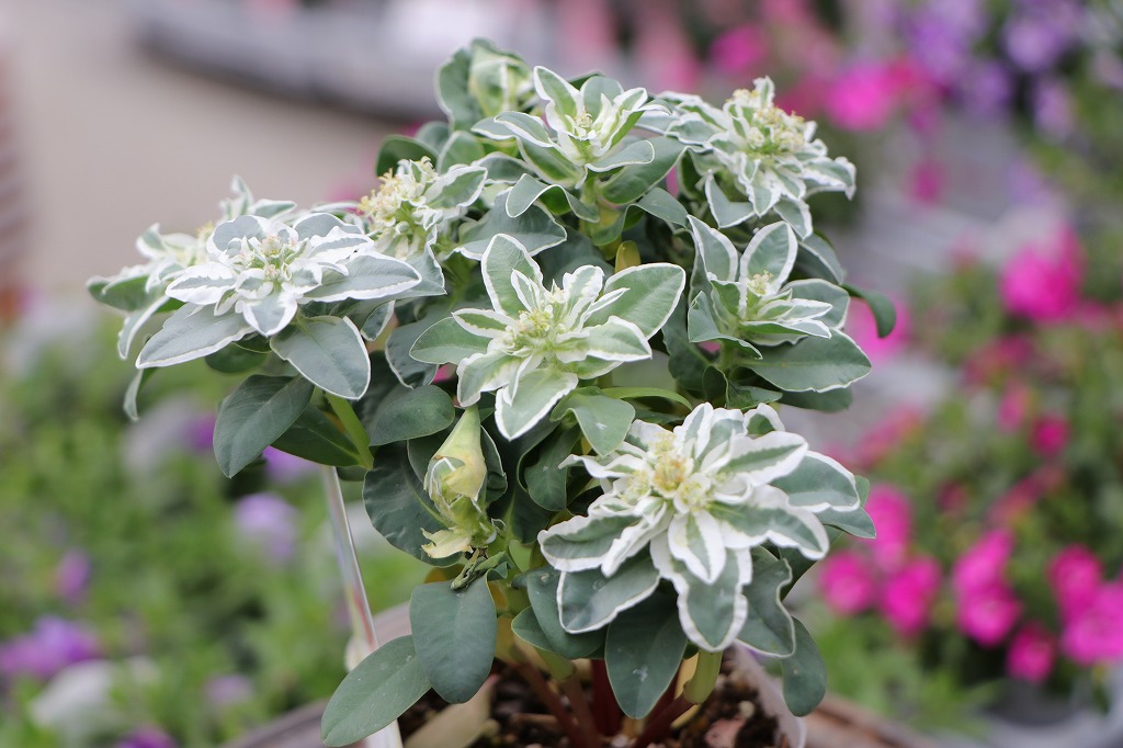 初雪草 氷河 3.5号ポット苗 ハツユキソウ 寄せ植え 花壇