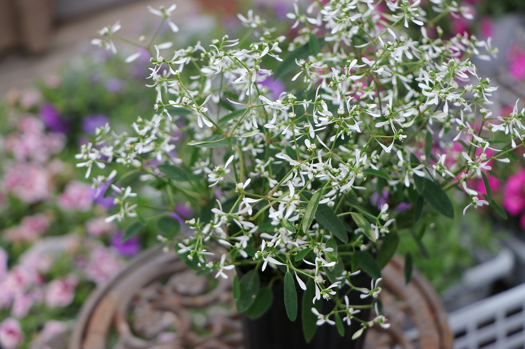 ユーフォルビア フェアリースノー 2.5号ロングポット苗 寄せ植え 花壇