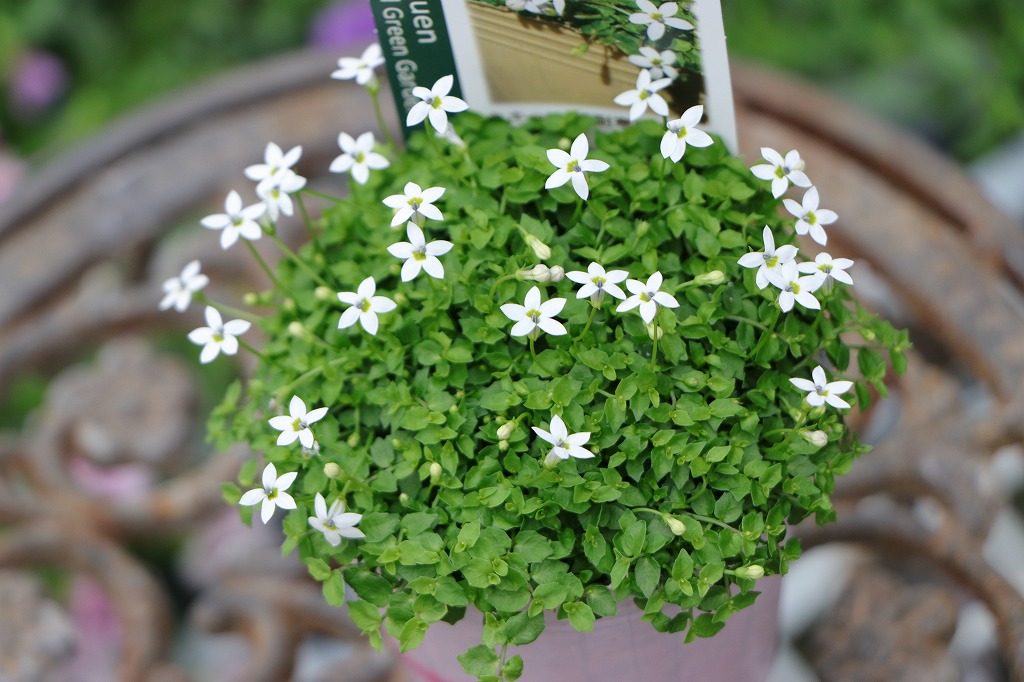 プラティア ホワイト 2.5〜3号ポット苗 寄せ植え 鉢植え 花壇 お洒落 おしゃれ 可愛い かわいい 可憐 青い花 春の花 夏の花 秋の花 花 苗 グランドカバー 初心者