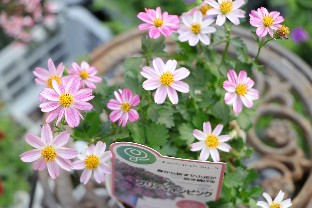 ビデンス プリティインピンク 3〜3.5号ポット苗 寄せ植え 鉢植え 花壇 お洒落 おしゃれ 可愛い かわいい 春の花 秋の花 冬の花 花 苗 初心者