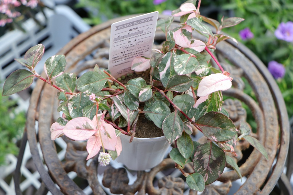 斑入り ポリゴナム セレブピンク 2.5〜3号ポット苗 ヒメツルソバ 寄せ植え 鉢植え 花壇 春の花 秋の花 花 苗 初心者 グランドカバー カラーリーフ 希少