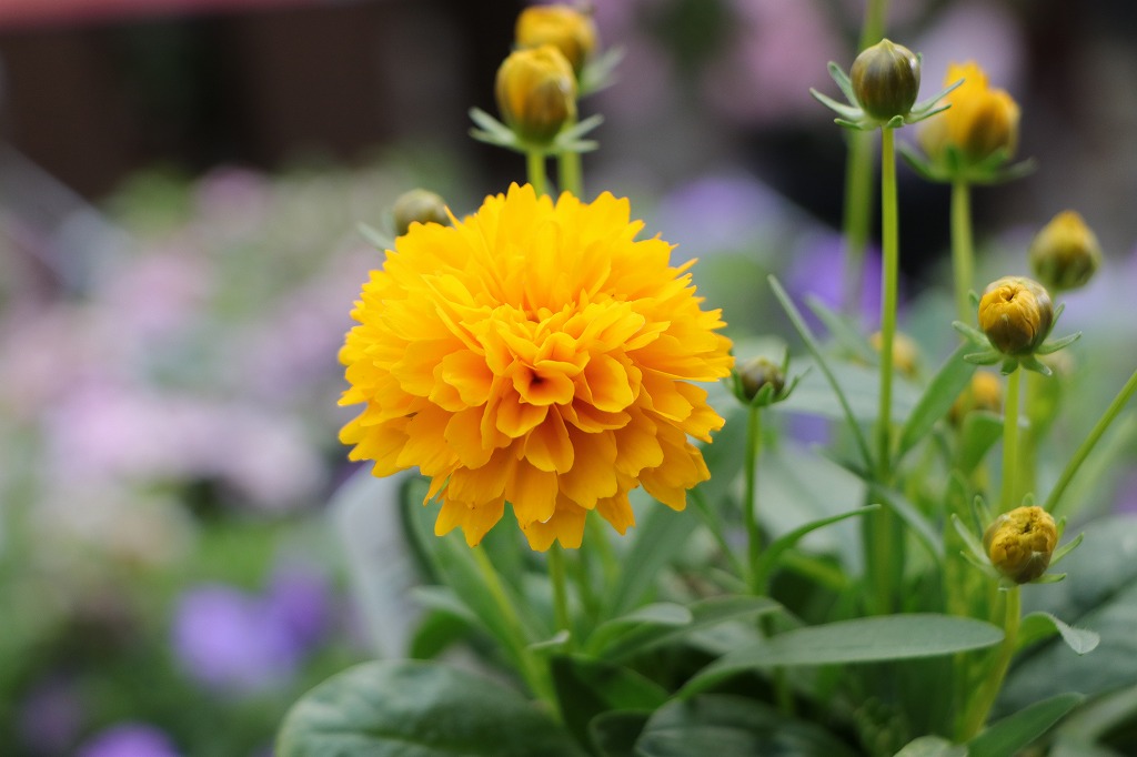 黄色の花「ソランナ・ゴールデンスフィア」 - GP-Yamacho