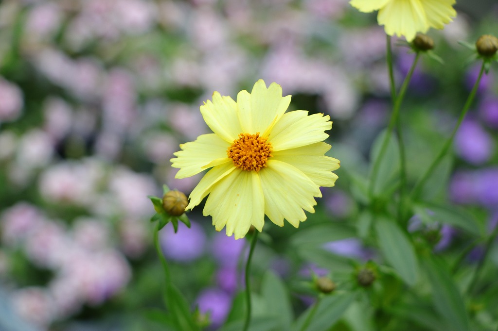 一重咲き コレオプシス ソランナ グロー 3〜3.5号ポット苗 寄せ植え 花壇 鉢植え お洒落 おしゃれ 可愛い かわいい 春の花 夏の花 秋の花 花 苗 初心者