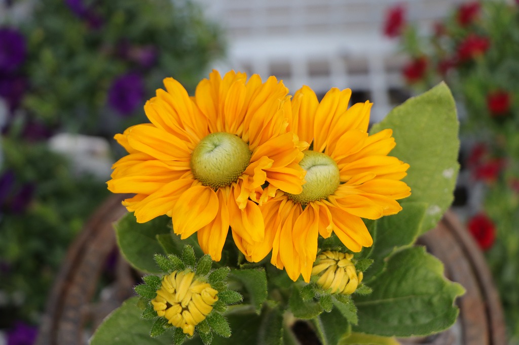 黄色の花「ソランナ・ゴールデンスフィア」 - GP-Yamacho