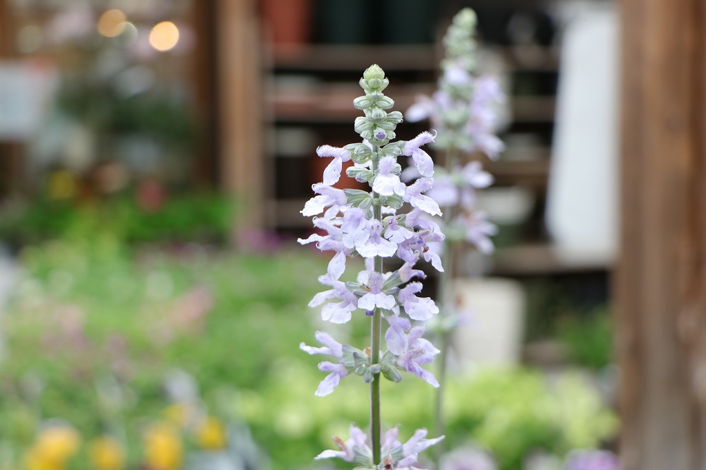 宿根サルビア ブルーチル 3.5号ポット苗 サルビア 寄せ植え 花壇 鉢植え お洒落 おしゃれ 可愛い かわいい 春の花 夏の花 秋の花 花 苗 初心者