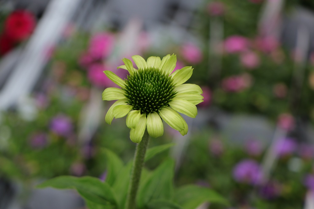 エキナセア プレイリーブレイズ グリーン 3.5号ポット苗 寄せ植え 花壇 鉢植え お洒落 おしゃれ 可愛い かわいい シック 夏の花 秋の花 花 苗 初心者 希少種