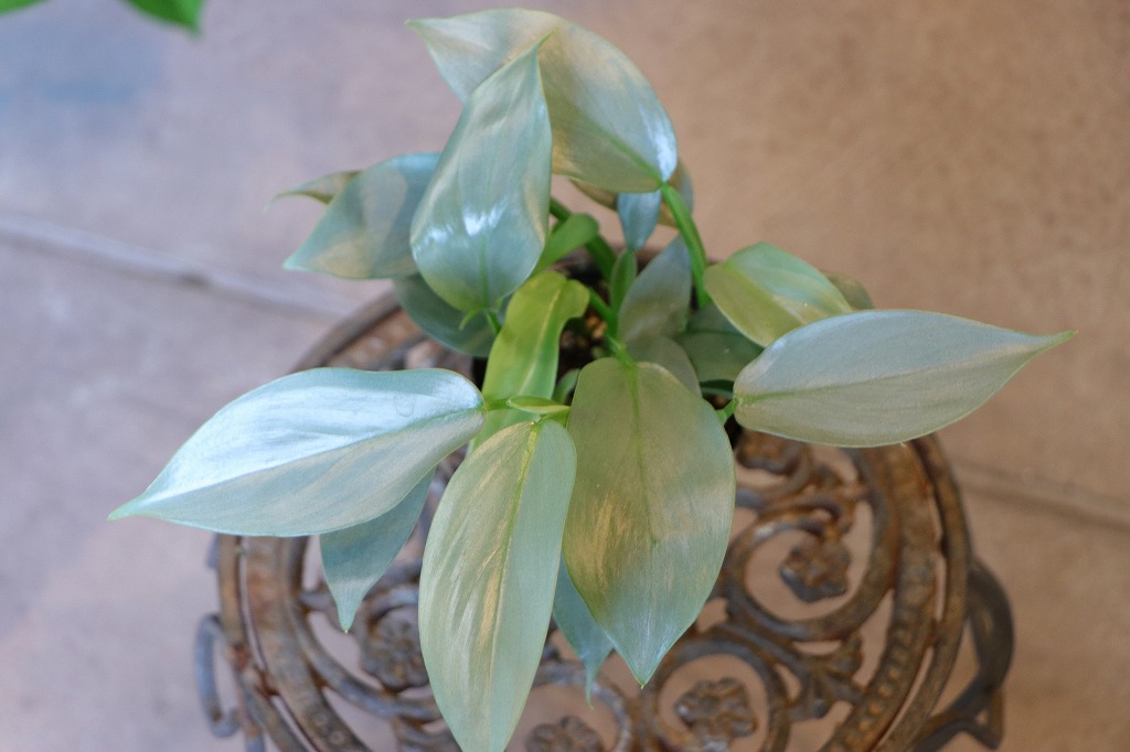 フィロデンドロン シルバーメタル 3号ポット苗 観葉植物 鉢植え お洒落 おしゃれ 可愛い かわいい インテリア