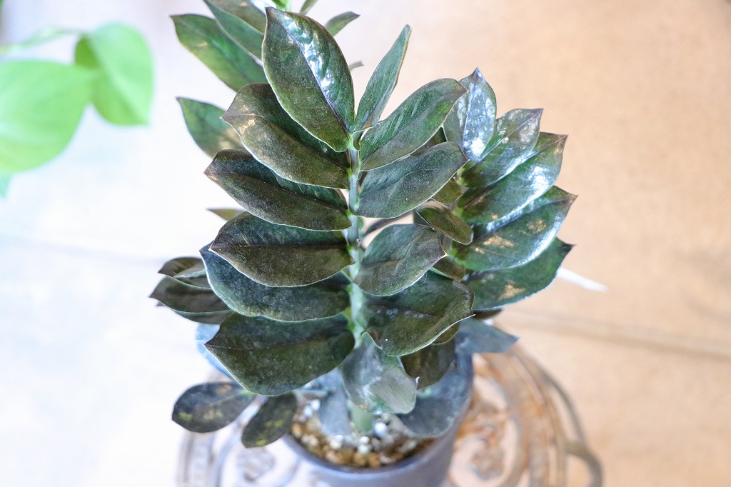 ザミオクルカス レイヴン 4号鉢 レイブン 観葉植物 お洒落 おしゃれ 可愛い かわいい カッコイイ インテリア シック 人気 苗 初心者 希少