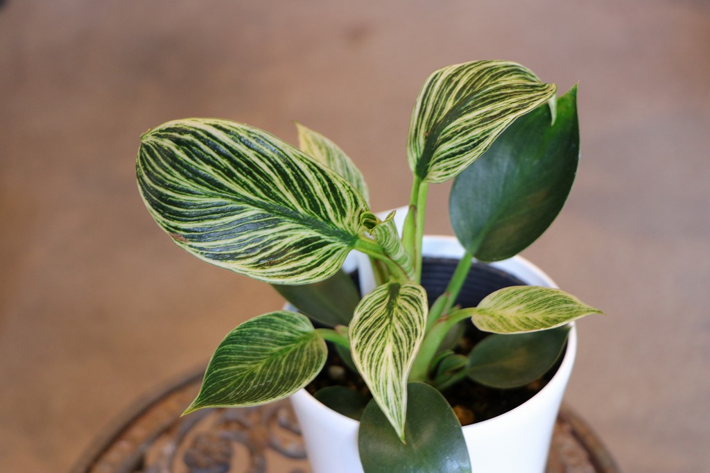 斑入り フィロデンドロン バーキン 3〜3.5号鉢 観葉植物 鉢植え お洒落 おしゃれ 可愛い かわいい インテリア 室内 苗 初心者