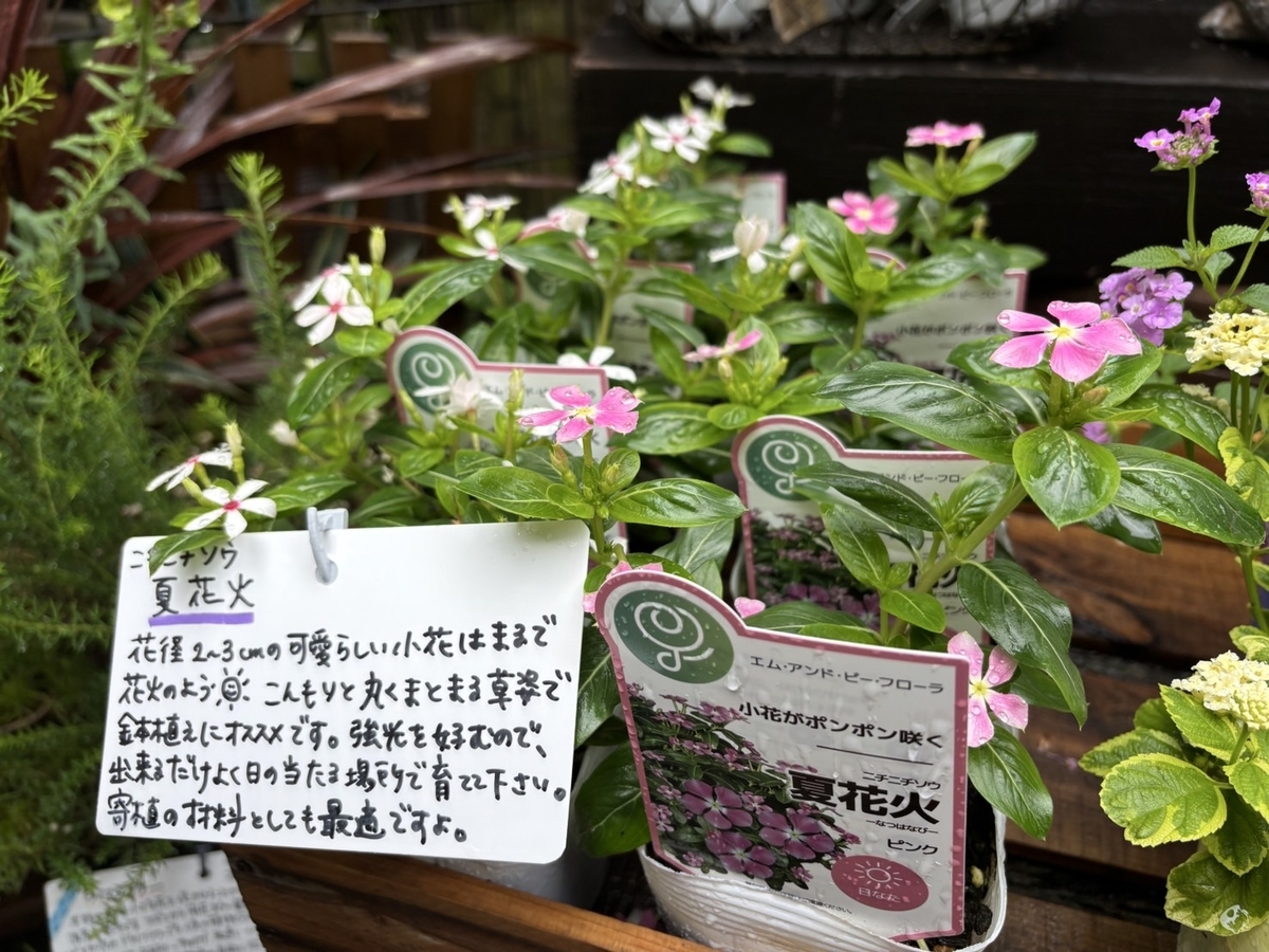 ニチニチソウ 夏花火 ホワイトレッドアイ 3.5号ポット苗