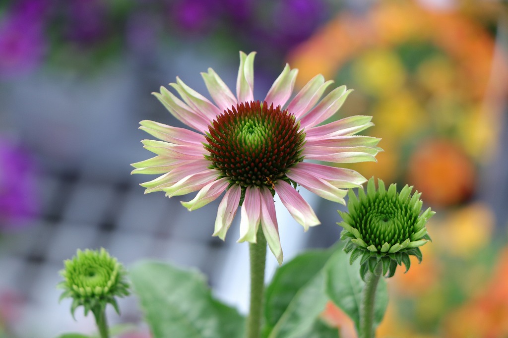 エキナセア プレイリーブレイズ グリーン 3.5号ポット苗 寄せ植え 花壇 鉢植え お洒落 おしゃれ 可愛い かわいい シック 夏の花 秋の花 花 苗 初心者 希少種