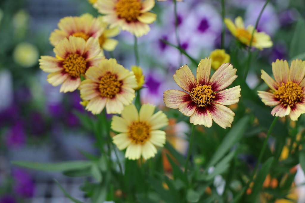 コレオプシス ソランナ サンセットバースト 3.5号ポット苗 寄せ植え 花壇 鉢植え お洒落 おしゃれ 可愛い 春の花 夏の花 秋の花 花 苗 初心者
