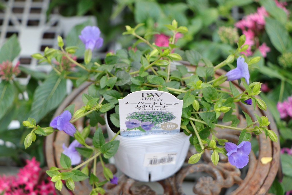 PW スーパートレニア カタリーナ ブルーリバー 3.5号ポット苗 トレニア 寄せ植え 花壇 鉢植え お洒落 おしゃれ 可愛い かわいい 春の花 夏の花 秋の花 花 苗 初心者