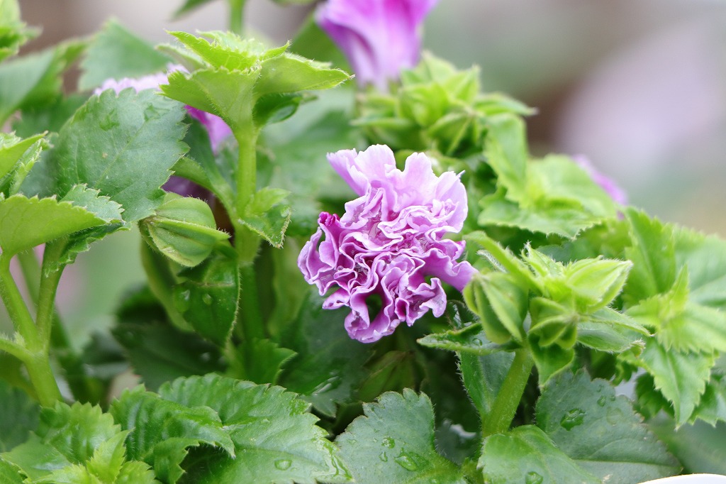 八重咲き トレニア セレスティア ローズ 3〜3.5号ポット苗 トレニア 寄せ植え 花壇 鉢植え お洒落 可愛い 春の花 夏の花 秋の花 花 苗 初心者 希少