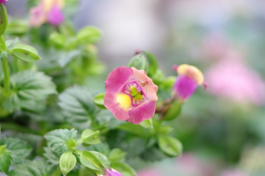 栄養系 這性トレニア ムーン マゼンタ 3〜3.5号ポット苗 トレニア 寄せ植え 花壇 鉢植え お洒落 おしゃれ 可愛い 春の花 夏の花 秋の花 花 苗 初心者