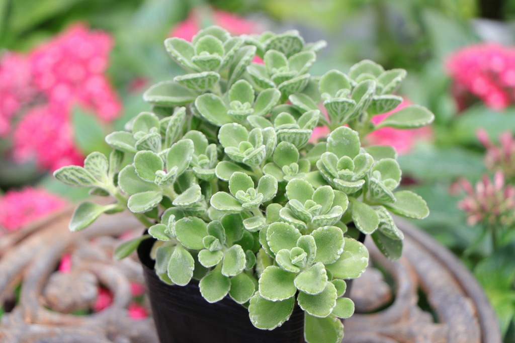 アロマティカス 3〜3.5号ポット苗 多肉植物 ハーブ