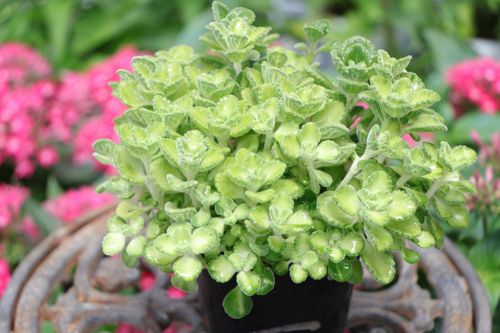 斑入り アロマティカス ライム 3〜3.5号ポット苗 多肉植物 ハーブ 鉢植え お洒落 おしゃれ 可愛い かわいい 香り 人気 花 苗 初心者 カラーリーフ 希少