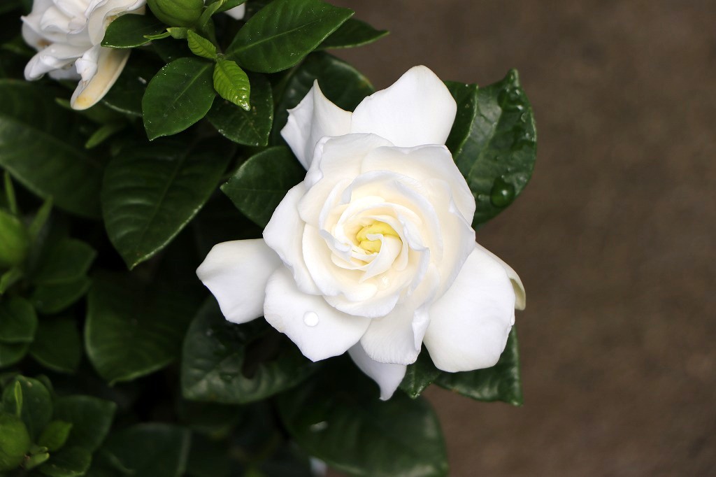 八重咲き クチナシ ヌマタクチナシ 4.5号鉢 鉢花 寄せ植え 鉢植え 花壇 お洒落 おしゃれ 可愛い かわいい 花木 苗木 常緑樹 夏の花 花 香り 苗 初心者