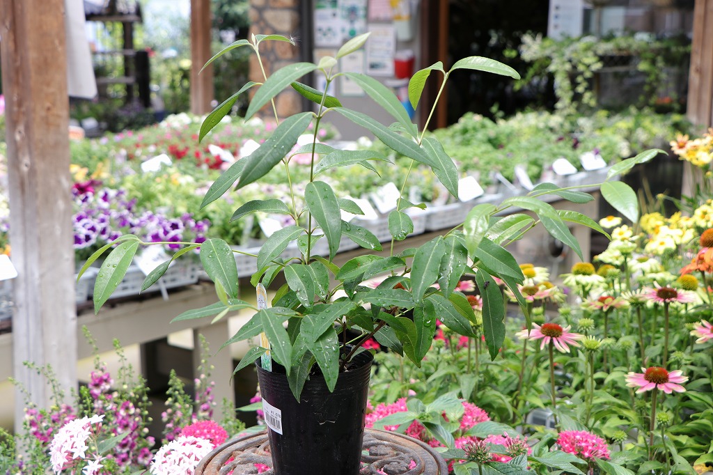 レモンマートル 3〜3.5号ポット苗 マートル 寄せ植え 鉢植え 花壇 お洒落 可愛い 香り 常緑樹 夏の花 花 苗 初心者 ハーブ