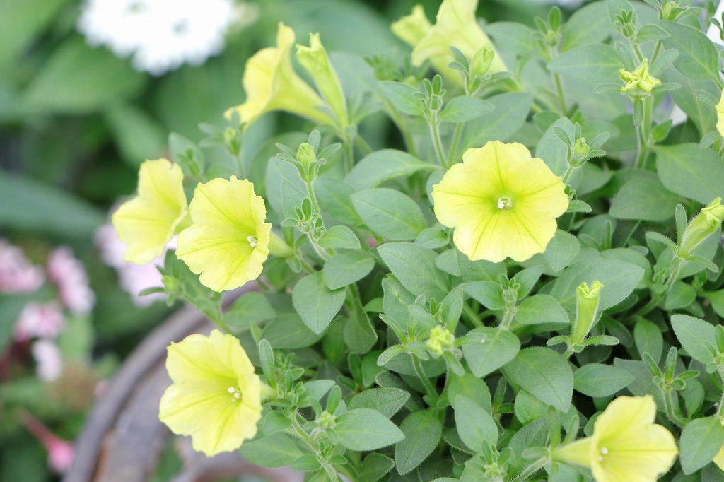 ペチュニア ＹＥＳ！ イエス イエロー 3.5号ポット苗 寄せ植え 鉢植え 花壇 お洒落 おしゃれ 可愛い かわいい 春の花 夏の花 秋の花 花 苗 初心者