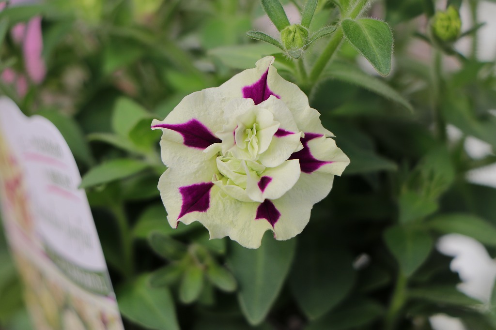 八重咲き ペチュニア ピスタチオパフェ 3.5号ポット苗 寄せ植え 鉢植え 花壇 お洒落 おしゃれ 可愛い かわいい 春の花 夏の花 秋の花 花 苗 初心者