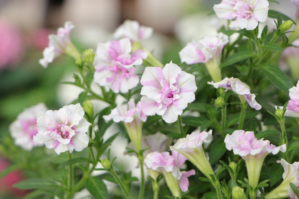 八重咲き小輪 ペチュニア メレンゲ 3〜3.5号ポット苗 寄せ植え 鉢植え 花壇 お洒落 おしゃれ 可愛い 春の花 夏の花 秋の花 花 苗 初心者 希少