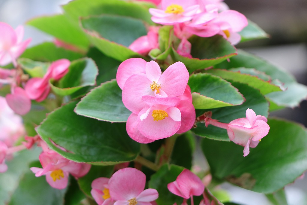 ピンクの花が華やかに咲き誇る♪ #夏の花 - GP-Yamacho