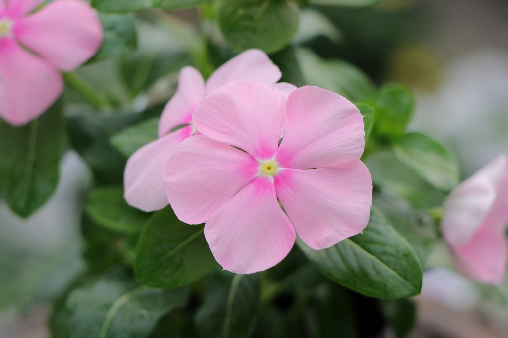 ピンクの花が華やかに咲き誇る♪ #夏の花 - GP-Yamacho