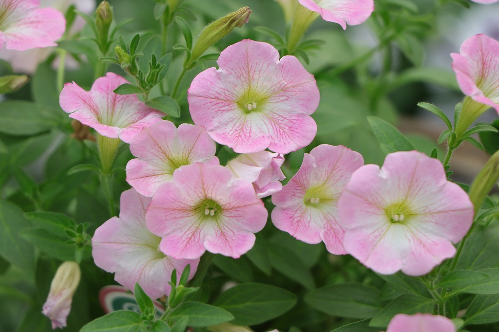 ピンクの花が華やかに咲き誇る♪ #夏の花 - GP-Yamacho