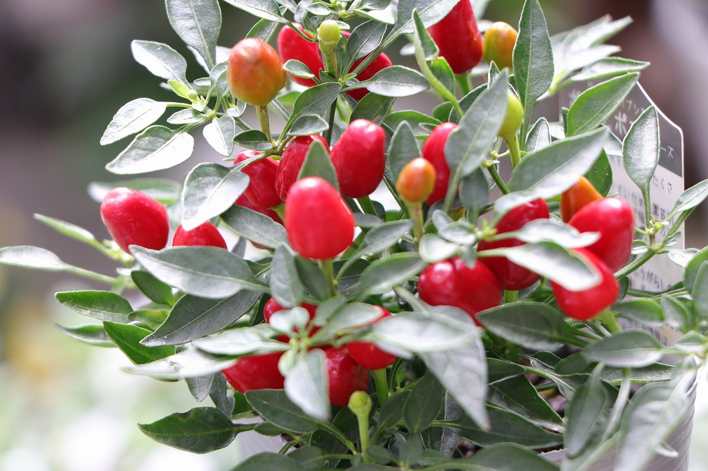 魅力満載！秋の実植物特集 - GP-Yamacho
