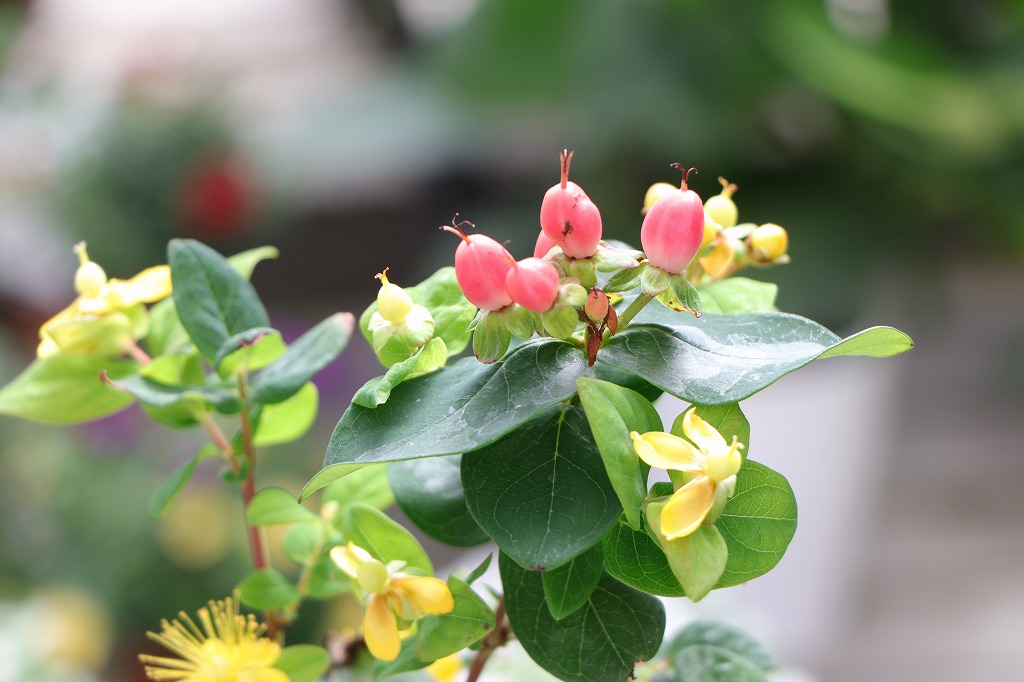 魅力満載！秋の実植物特集 - GP-Yamacho