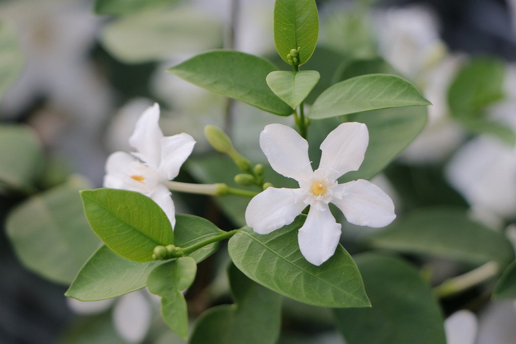 涼しげな「白い花」特集！セイロンランティアの美しい咲き姿 #花 #白い